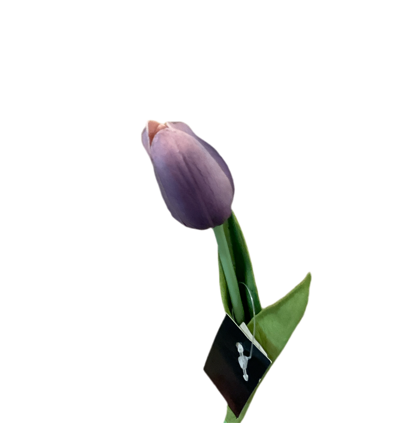 Tulip Stem