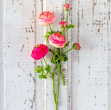 Load image into Gallery viewer, Summer Ranunculus, Pink Cerise Mix, 3 Assorted Colors