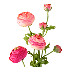 Load image into Gallery viewer, Summer Ranunculus, Pink Cerise Mix, 3 Assorted Colors