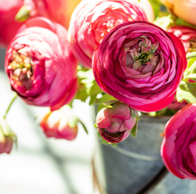 Load image into Gallery viewer, Summer Ranunculus, Pink Cerise Mix, 3 Assorted Colors