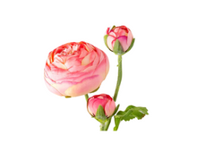 Load image into Gallery viewer, Summer Ranunculus, Pink Cerise Mix, 3 Assorted Colors