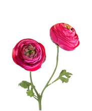 Load image into Gallery viewer, Summer Ranunculus, Pink Cerise Mix, 3 Assorted Colors