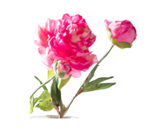 Load image into Gallery viewer, Summer Ranunculus, Pink Cerise Mix, 3 Assorted Colors