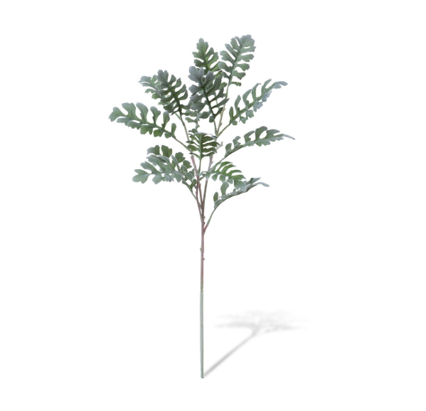 Dusty Miller Plant, 32"