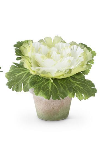 6" Potted Cabbage
