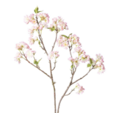 Cherry Blossom Branch