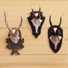 Load image into Gallery viewer, Reproduction Antler Trophy