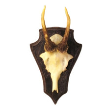 Load image into Gallery viewer, Reproduction Antler Trophy