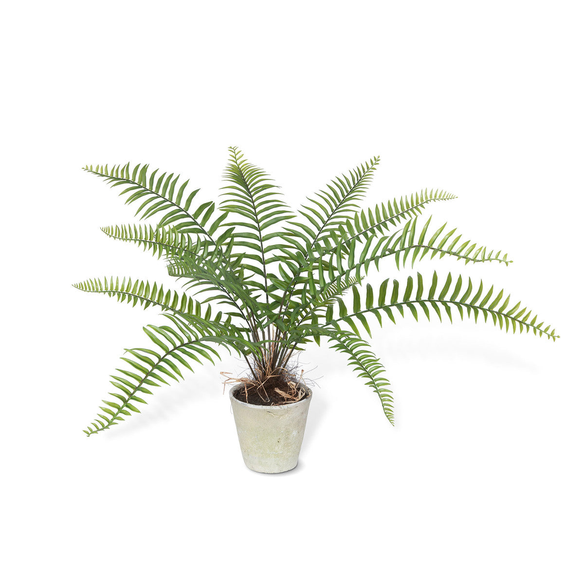 Large Flat Potted Fern