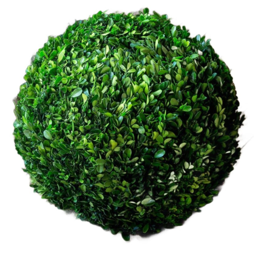 Preserved Boxwood Ball Extra Large