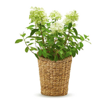 Load image into Gallery viewer, Rice Nut Weave Hanging Storage / Planter Basket