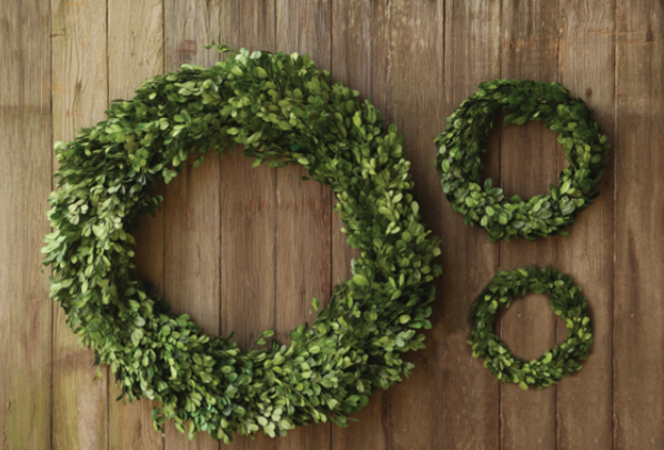 10" Round Preserved Boxwood
