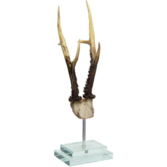 Antler on Double Glass Base