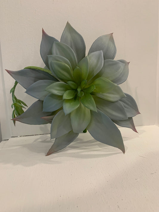 Echeveria Grey Stem