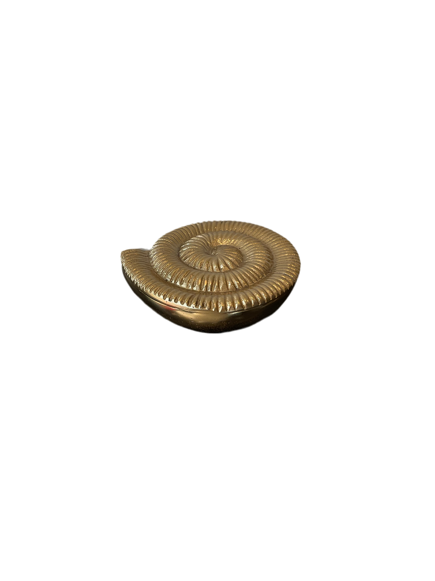 Shell Treasure Box