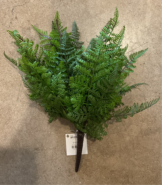 Fern Bush