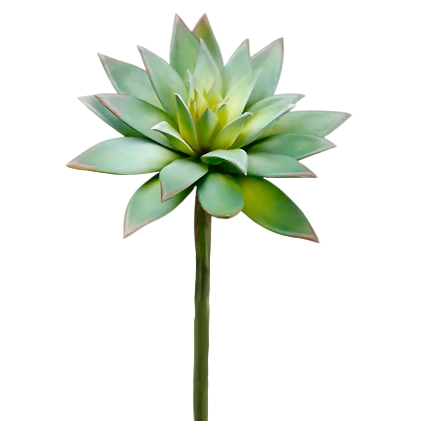 Large Star Echeveria