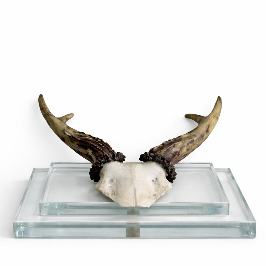 Antler Double Glass Wall Mount