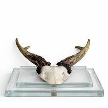 Load image into Gallery viewer, Antler Double Glass Wall Mount
