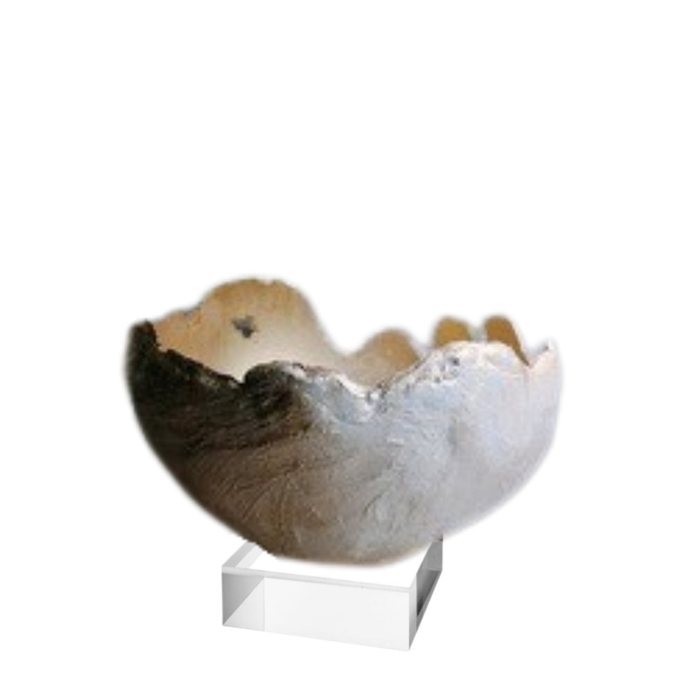 A natural shell bowl with a rustic, organic cracked rim, displayed on a clear acrylic stand against a white background.