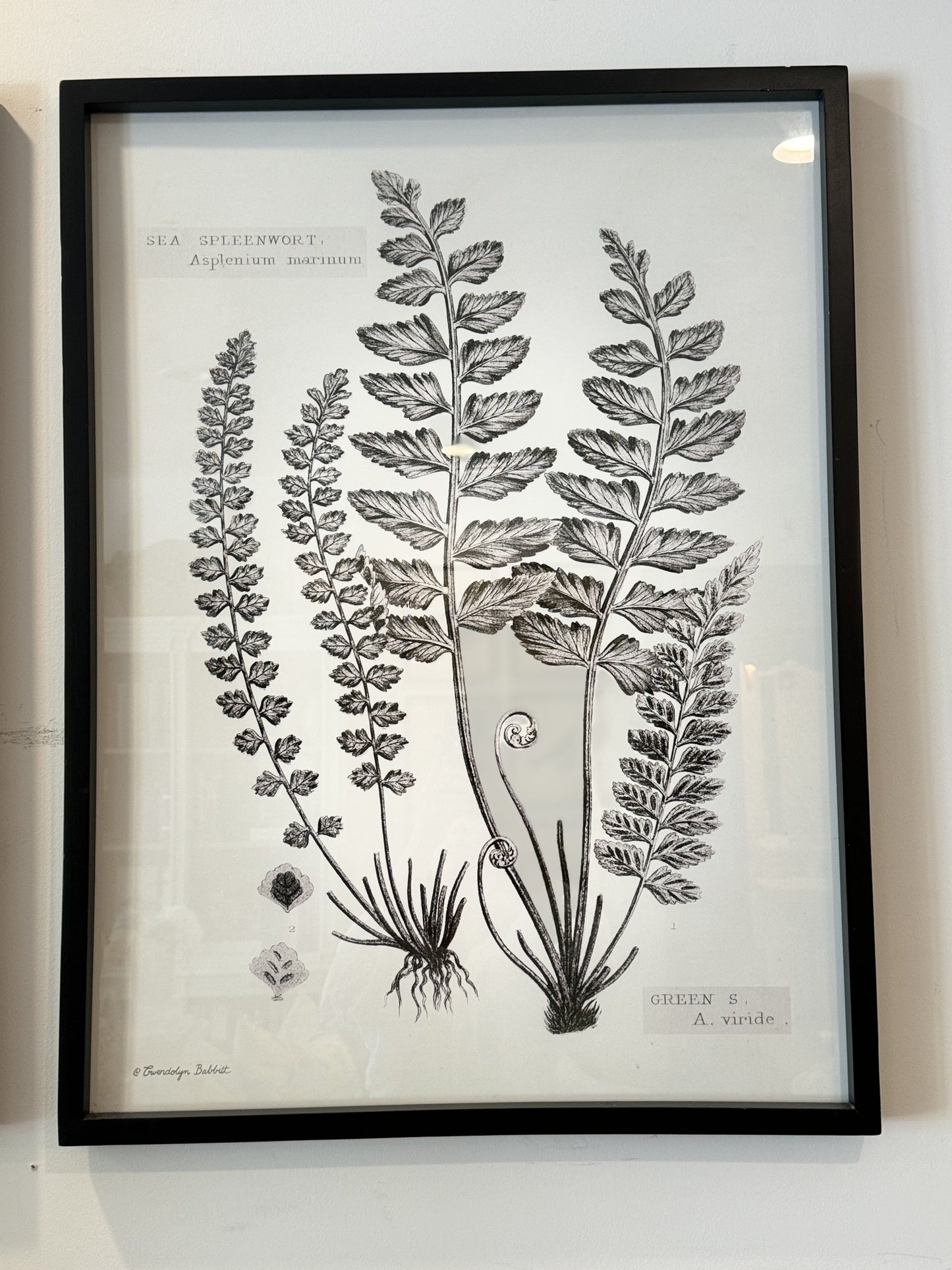 Black and White Fern Print