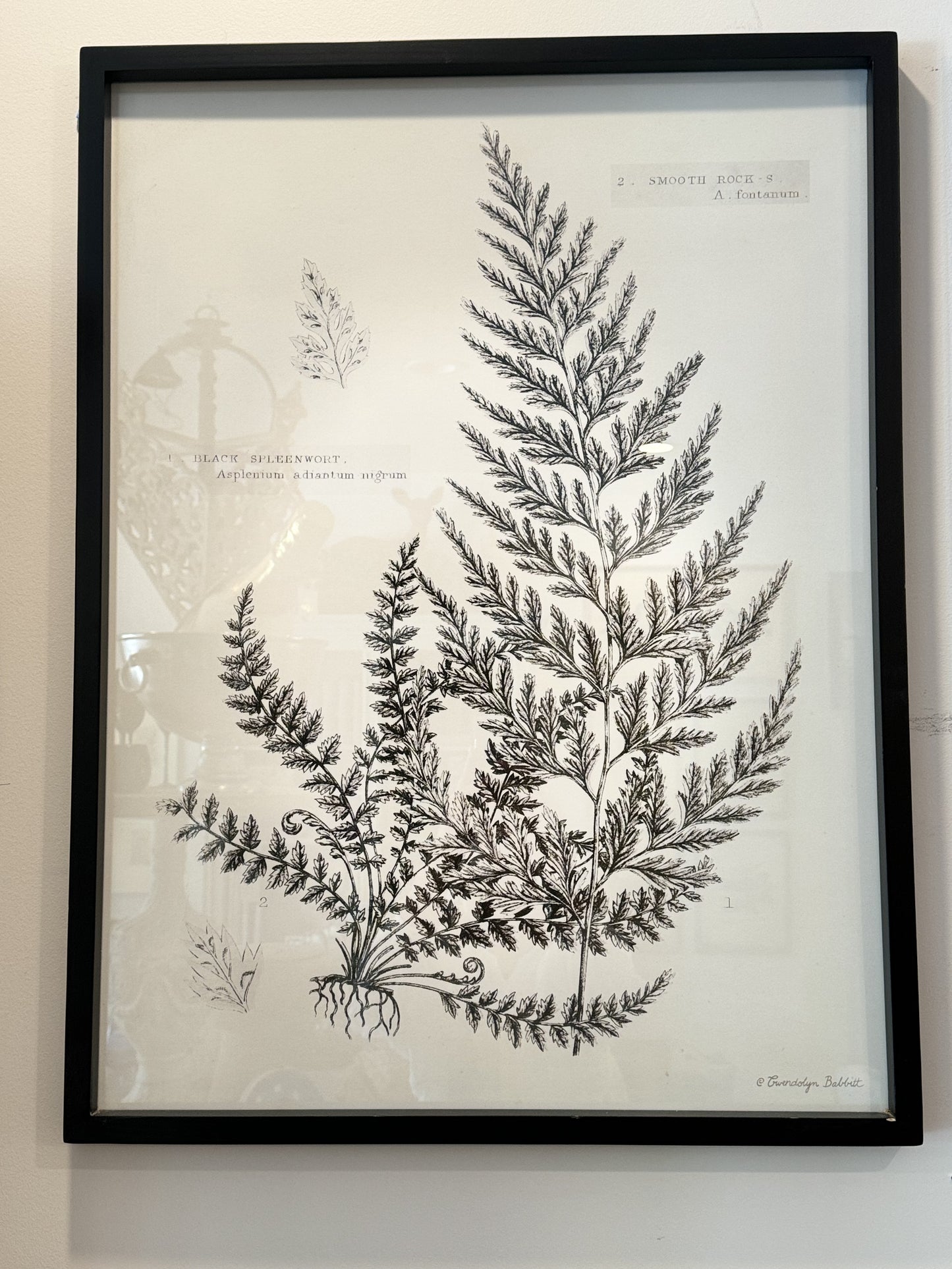 Black and White Fern Print