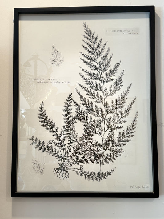 Black and White Fern Print