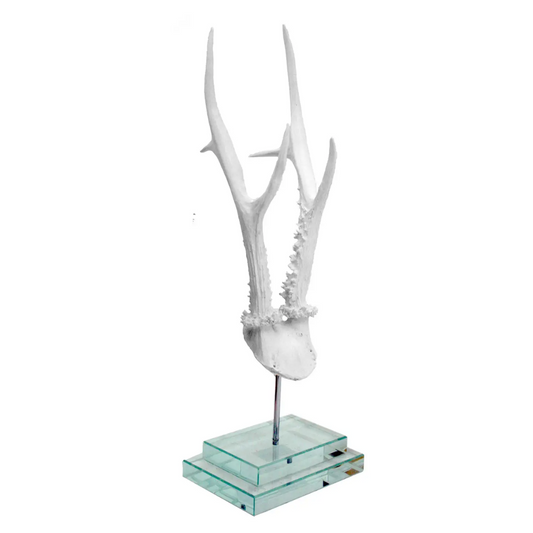 White Antler on Double Glass Base