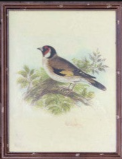 Vintage Bird Framed Prints