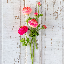 Load image into Gallery viewer, Summer Ranunculus, Pink Cerise Mix, 3 Assorted Colors
