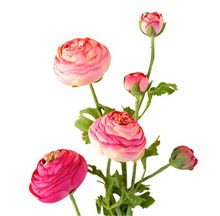 Load image into Gallery viewer, Summer Ranunculus, Pink Cerise Mix, 3 Assorted Colors
