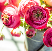 Load image into Gallery viewer, Summer Ranunculus, Pink Cerise Mix, 3 Assorted Colors
