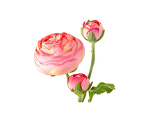 Load image into Gallery viewer, Summer Ranunculus, Pink Cerise Mix, 3 Assorted Colors
