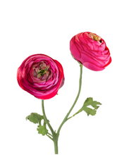 Load image into Gallery viewer, Summer Ranunculus, Pink Cerise Mix, 3 Assorted Colors
