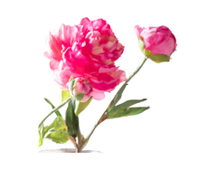 Load image into Gallery viewer, Summer Ranunculus, Pink Cerise Mix, 3 Assorted Colors
