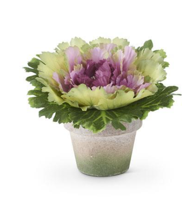 6"  Potted Cabbage