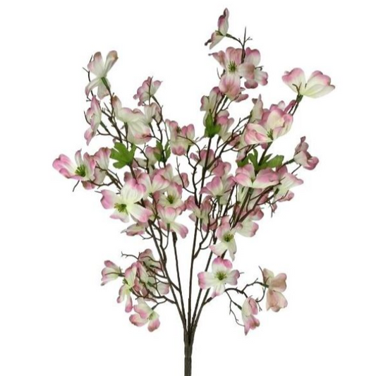 Dogwood Stem
