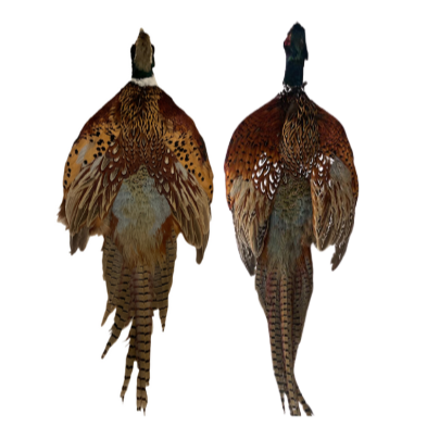 Pheasant Pelt with Head