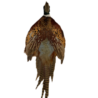 Pheasant Pelt with Head