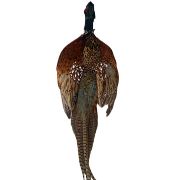 Pheasant Pelt with Head