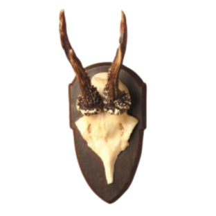 Reproduction Antler Trophy