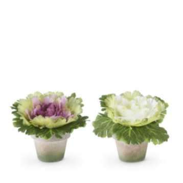 6"  Potted Cabbage