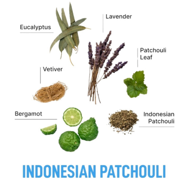 Laundry Sauce In-Wash Scent Booster Indonesian Patchouli