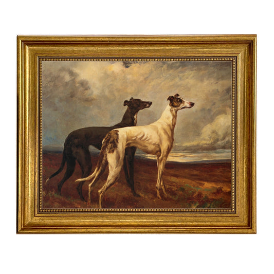 Greyhounds in Field
