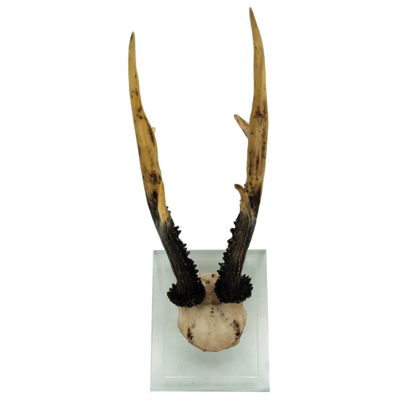 Long Antler Double Glass Wall Mount