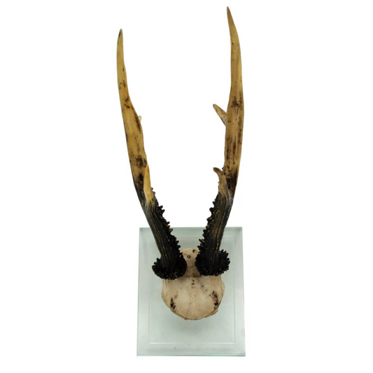 Long Antler Double Glass Wall Mount