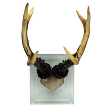 Load image into Gallery viewer, Antler Double Glass Wall Mount
