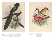 Load image into Gallery viewer, Bird: Avian Illustration
