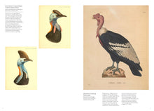 Load image into Gallery viewer, Bird: Avian Illustration
