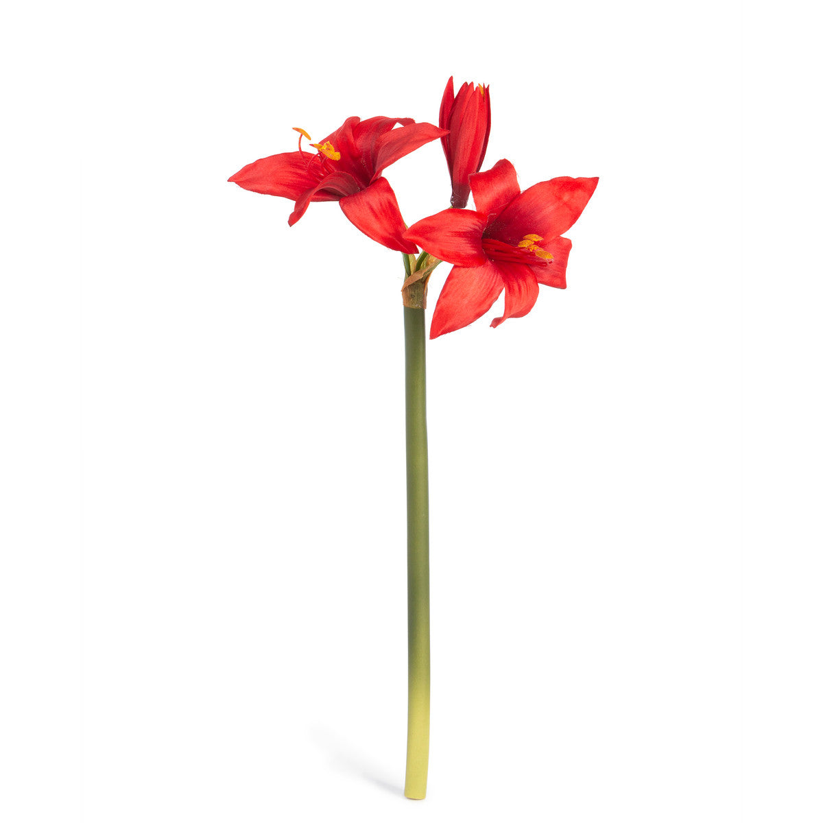 Amaryllis Stem Red